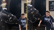 Tourist faints after King’s Guard horse bites her while posting for photo