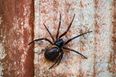 Giant spiders with ‘wasp sting’ bite set to invade UK