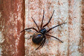 Giant spiders with ‘wasp sting’ bite set to invade UK