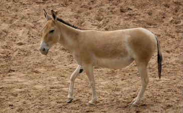 One of the world’s rarest animals has been born at a UK zoo
