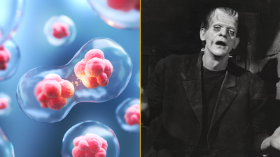 Scientists have discovered a ‘third state’ beyond life and death