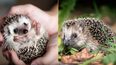 Scientists warn hedgehogs are heading for extinction