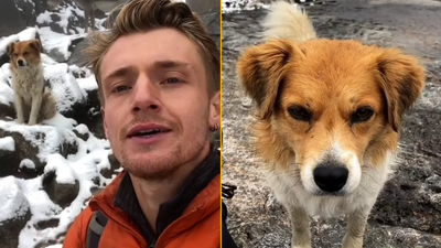A lost hiker at an altitude of 5,000 metres sees a stray dog appear out of nowhere: ‘I decided to follow it and it saved me’