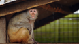 More than 40 monkeys on the loose after escaping from research lab