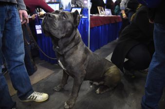 Dog breed dubbed ‘XL Bully on steroids’ rockets in popularity after government ban