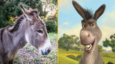 Donkey that inspired iconic Shrek character dies aged 30