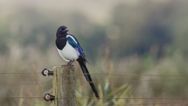 Brits given warning on what to do if they see magpies in their garden this winter