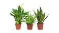 The affordable, NASA-approved plants that can stop dust and mould in your home