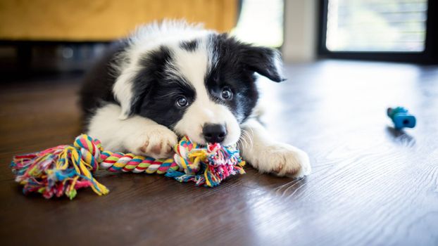 Top study suggests dogs often dream about playing with their owners
